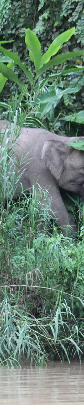 Auf Fluss-Safari in den schlängelnden Armen des Kinabatangan